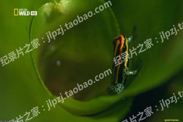 《烈焰》故事情节深度还原,烈焰抗战的热血过程
